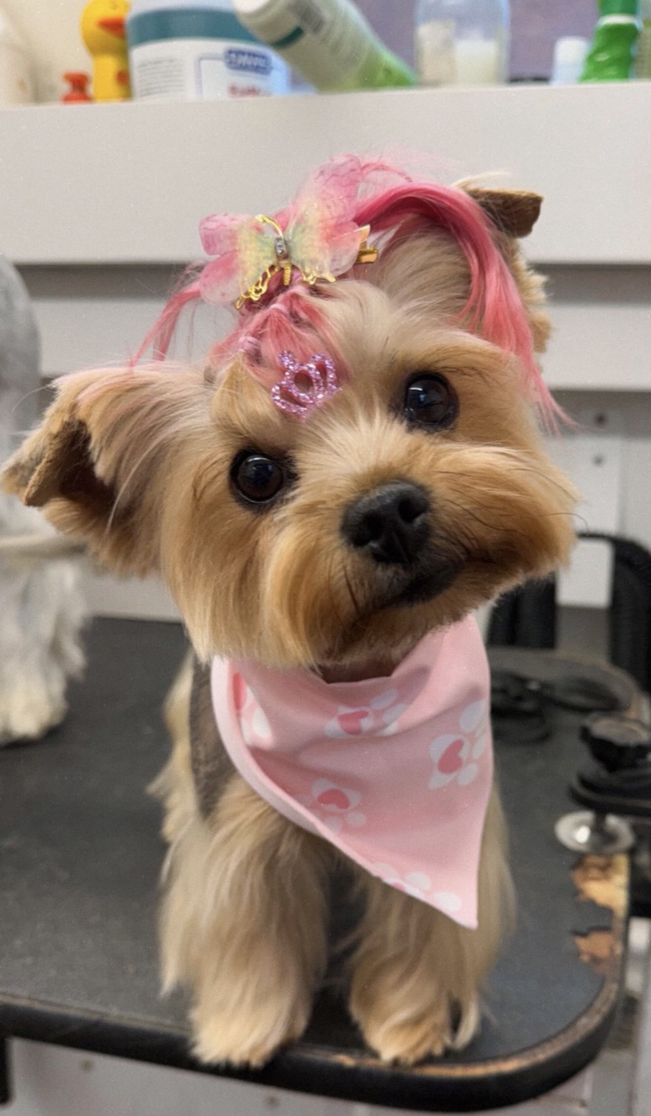 Freshly groomed Yorkie with a pink bow