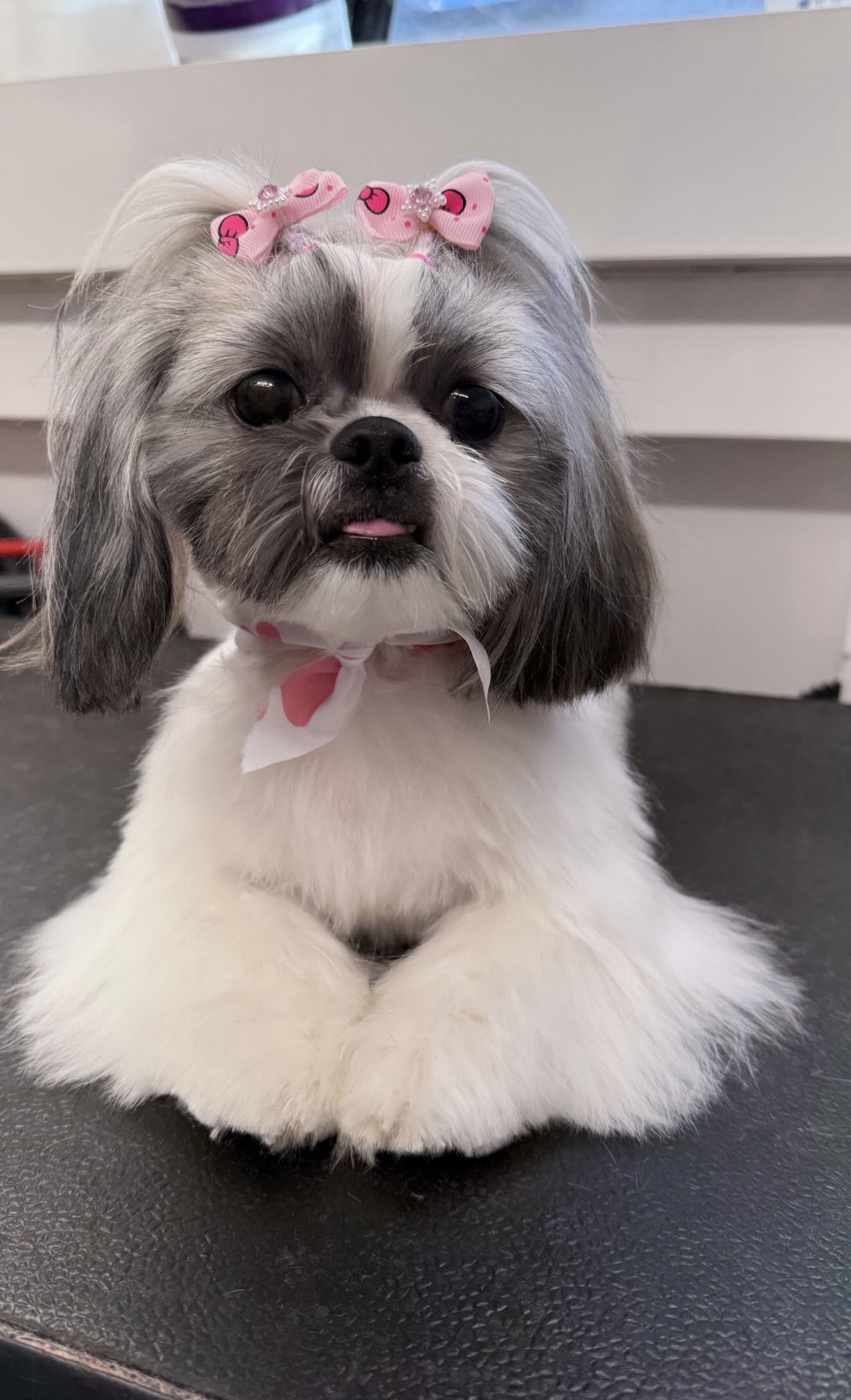 Shih Tzu with pink bows and fluffy paws
