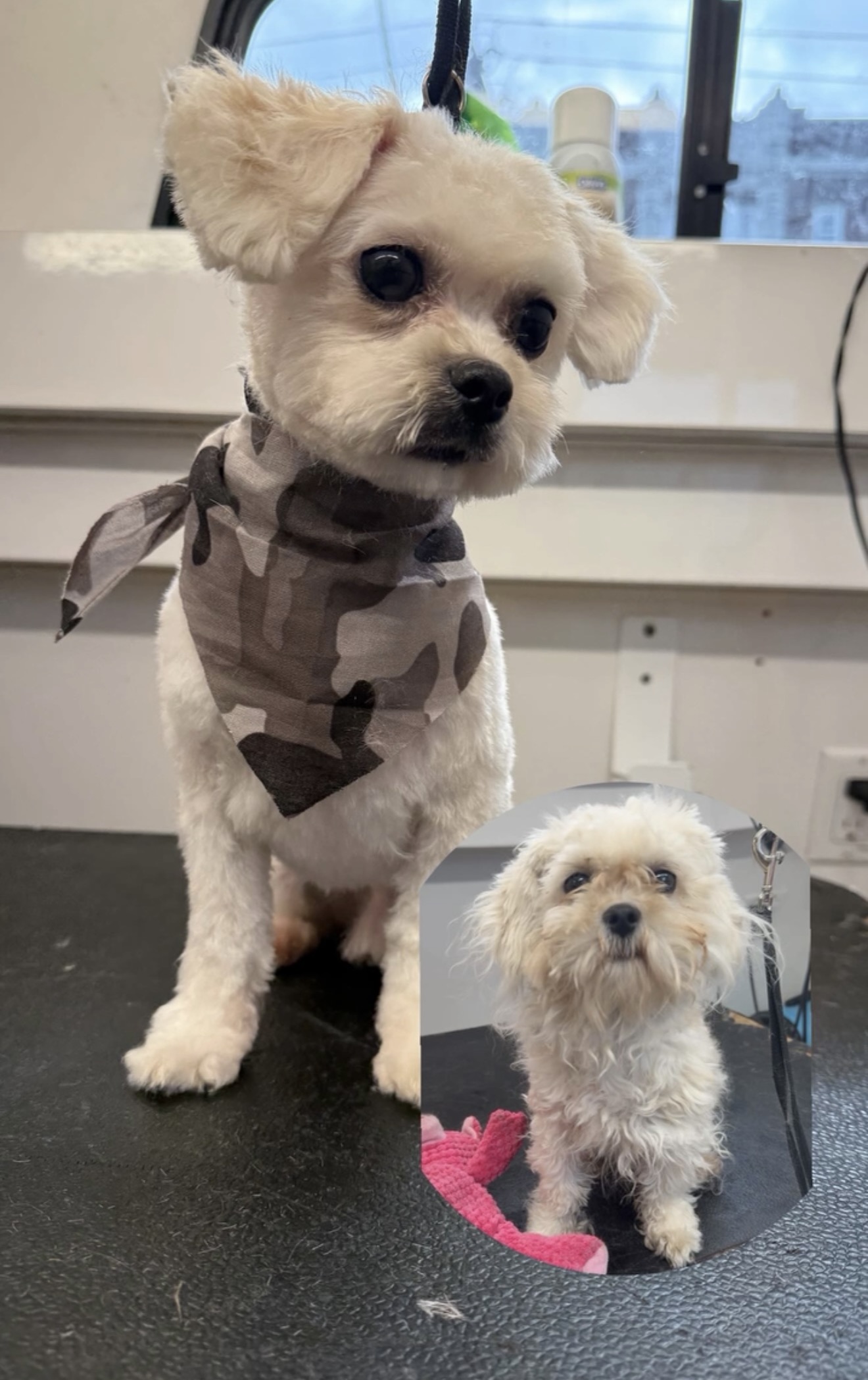 Small white dog shown before and after a full groom
