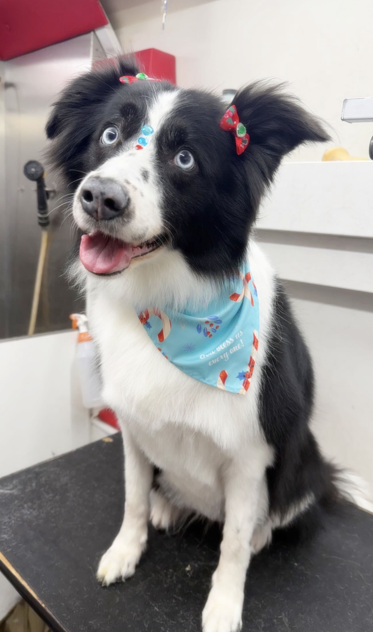 Border Collie with festive bows and bandana